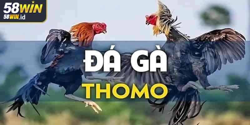 Đá Gà Thomo 58WIN Điểm Đến Lý Tưởng Cho Cược Thủ Đam Mê 2 Các kiểu thi đấu đá gà Thomo 58WIN hấp dẫn người xem