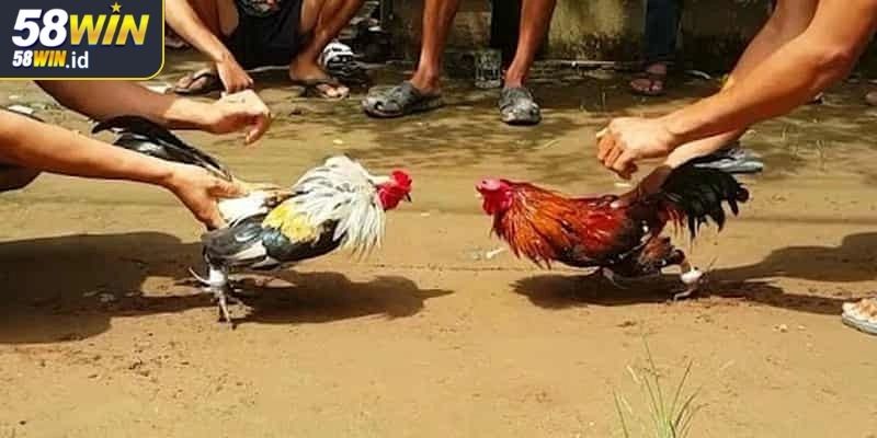 Đá Gà Thomo 58WIN Điểm Đến Lý Tưởng Cho Cược Thủ Đam Mê 1 Đá gà Thomo 58WIN đấu trường cá cược chuyên nghiệp
