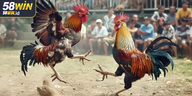 Đá Gà Thomo 58WIN Điểm Đến Lý Tưởng Cho Cược Thủ Đam Mê 3 Kinh nghiệm đặt cược đá gà Thomo 58WIN hiệu quả cao