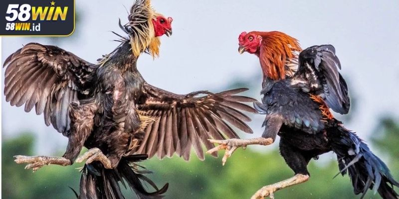Đá Gà Trực Tiếp 58WIN Hấp Dẫn Từ Phút Đầu Đến Cuối Trận 2 Điều gì làm nên sức hút mạnh mẽ của đá gà trực tiếp 58WIN